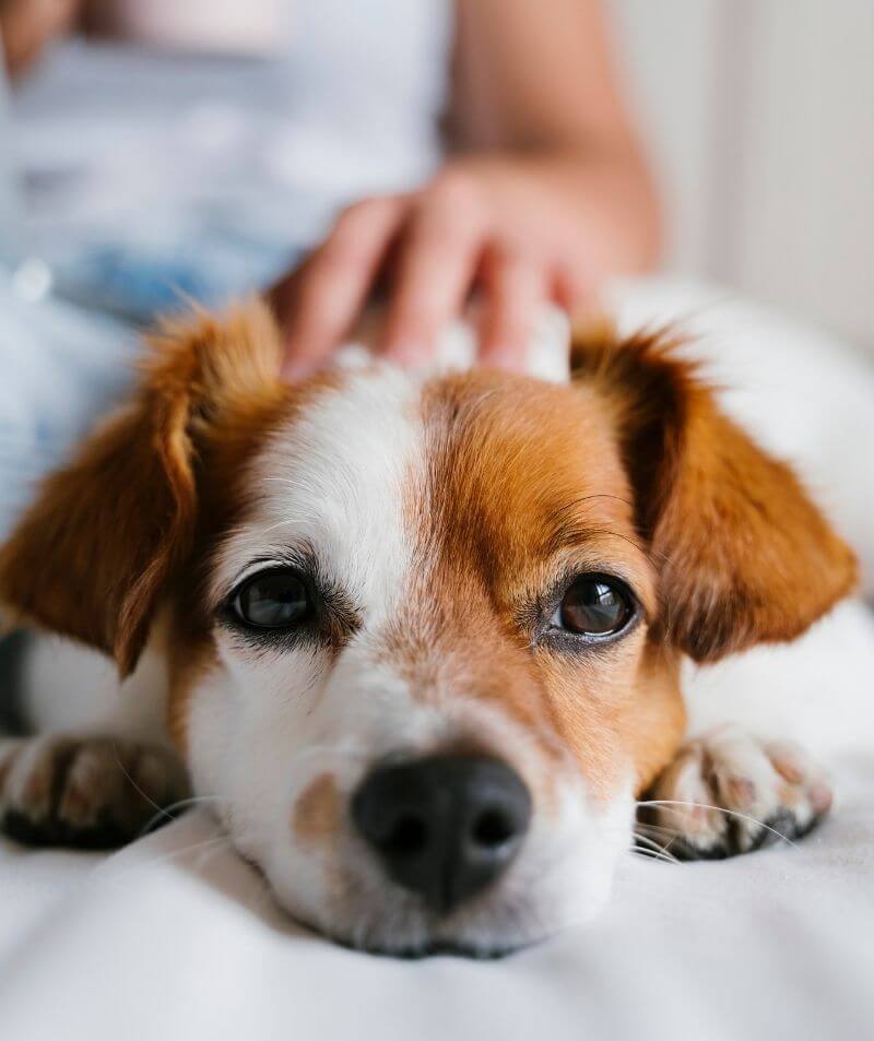 A Vet hand on dog