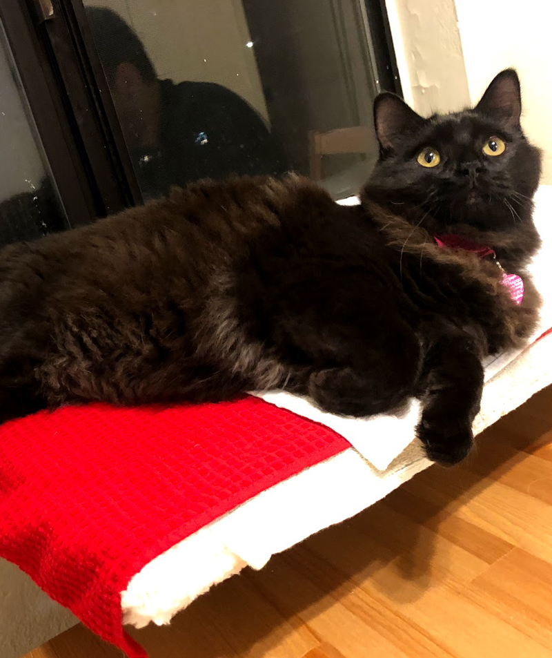Black cat laying on red blanket