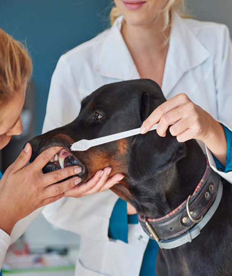 Pet Dental Care In Concord, CA 94521 | Adobe Animal Hospital