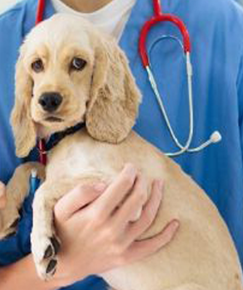 a brown dog with on vet hand