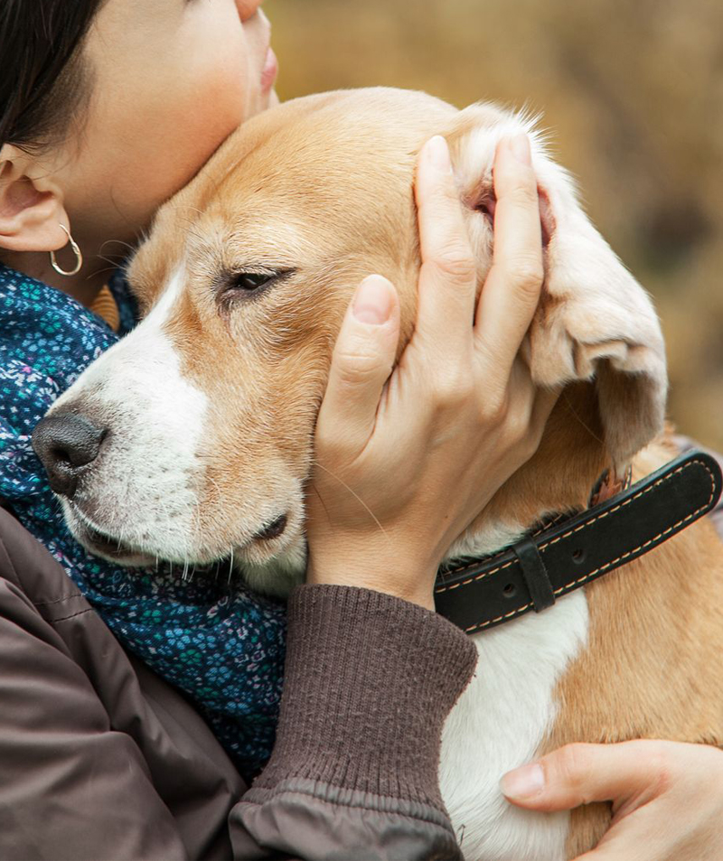 love and care between vet and dog