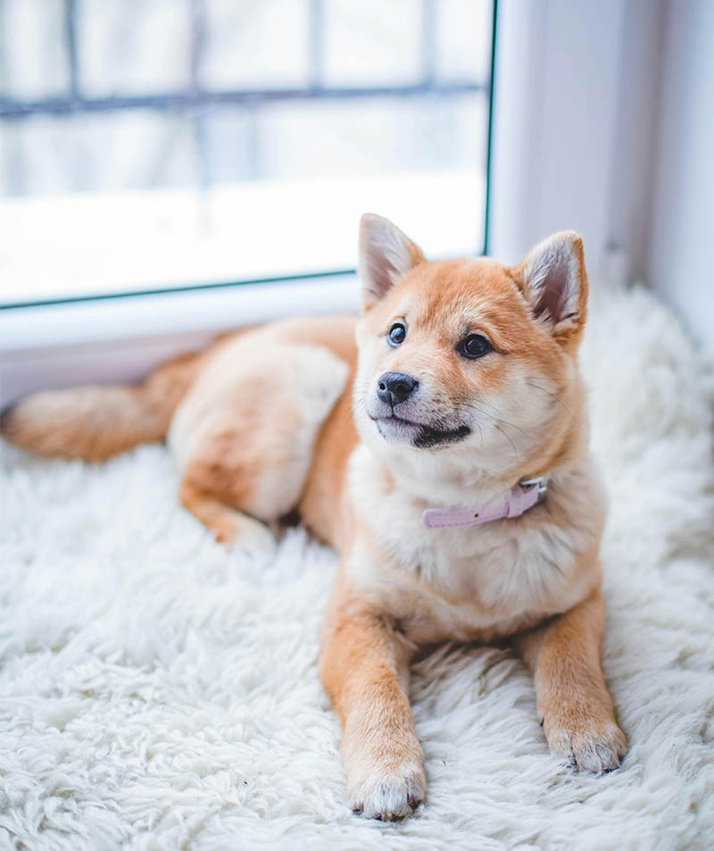 A charming dog rests on a plush