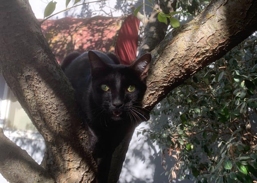 A black cat sitting comfortably on a tree branch