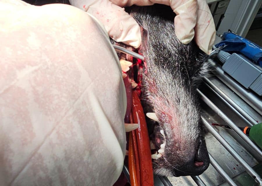 surgery after anesthesia
