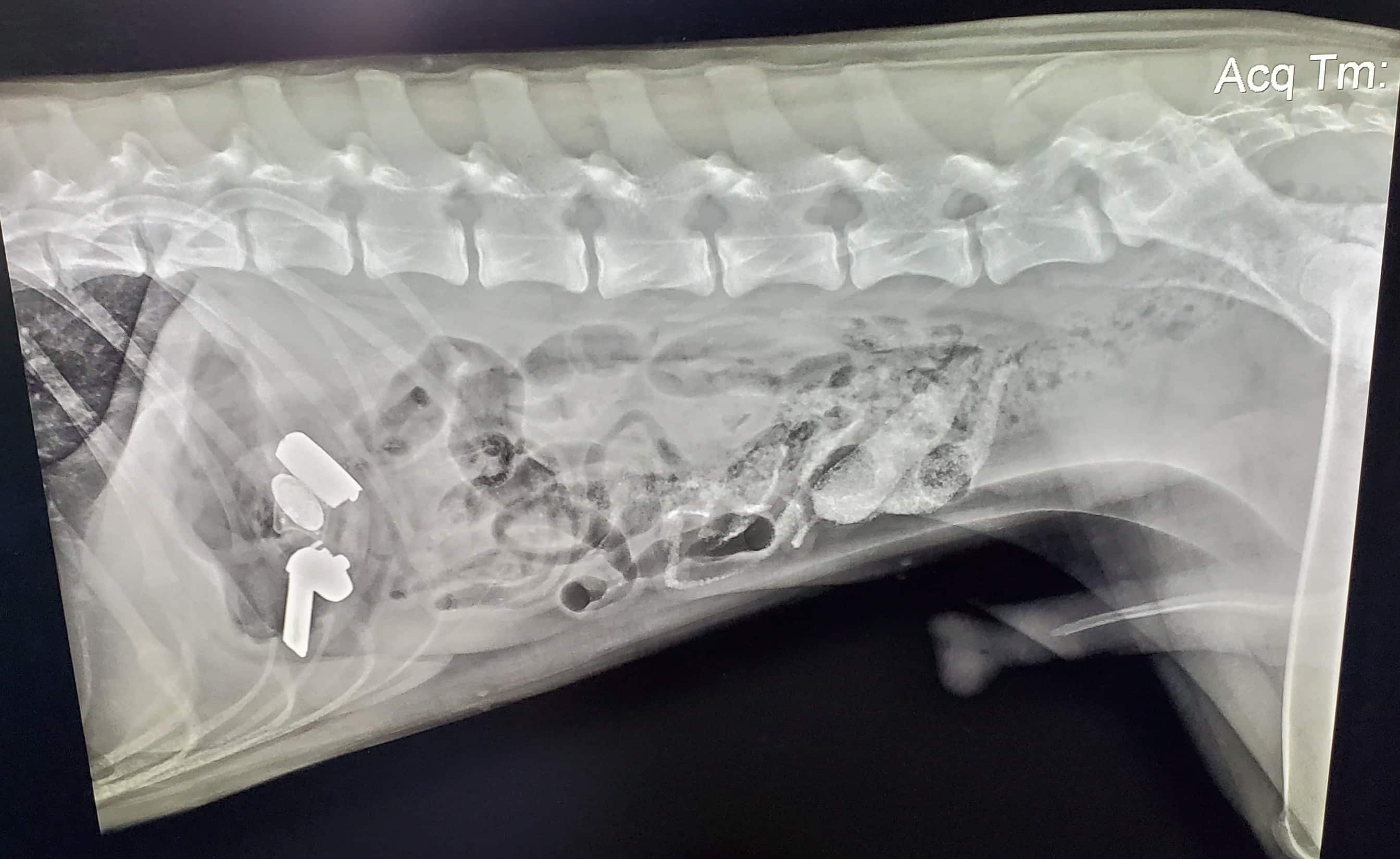 X-ray image of a dog