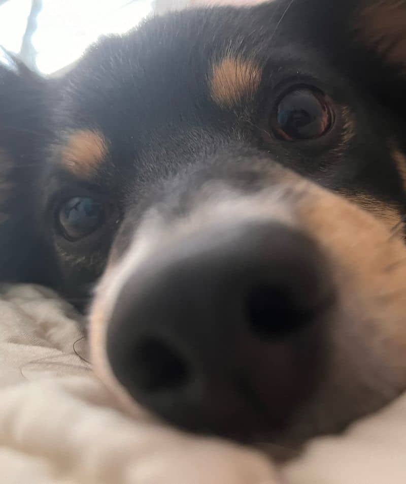 Close-up of a dog's face