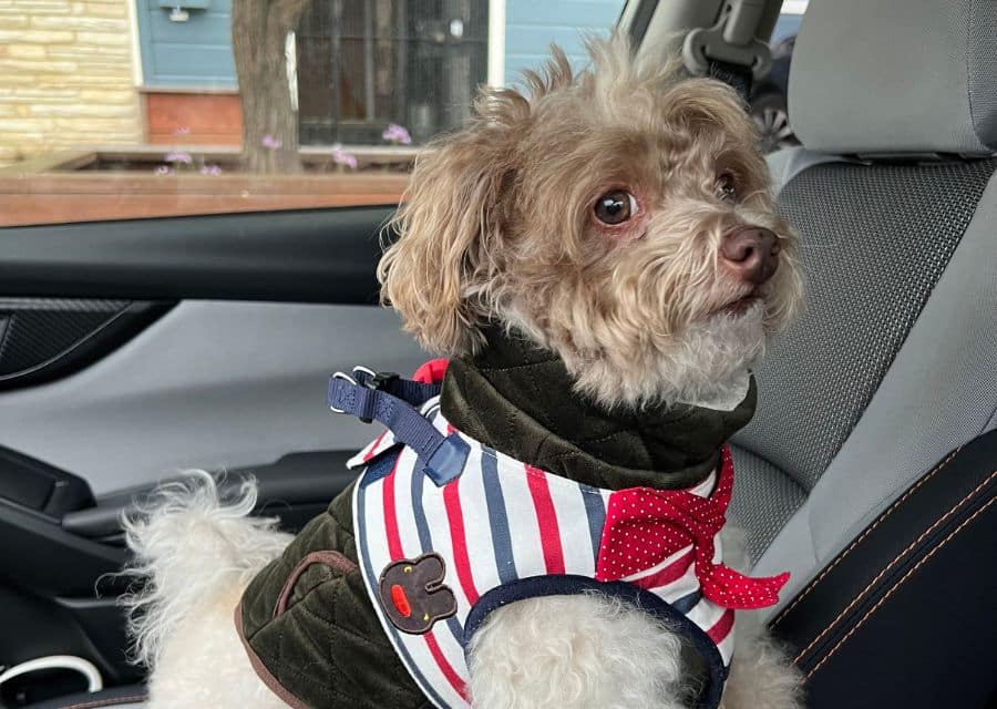 A dog wearing a red, white, and blue striped vest