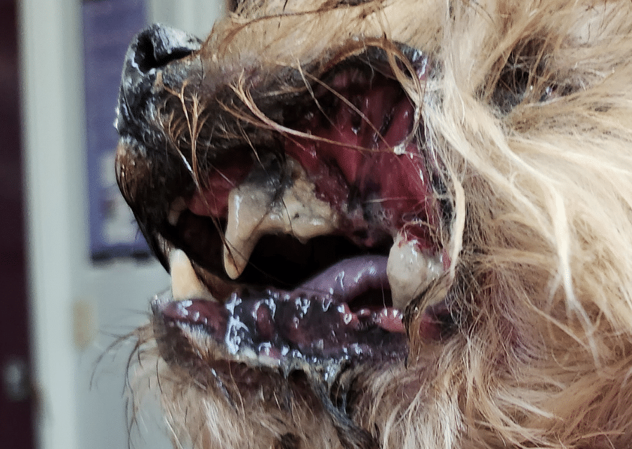 A dog with its mouth open, displaying its teeth