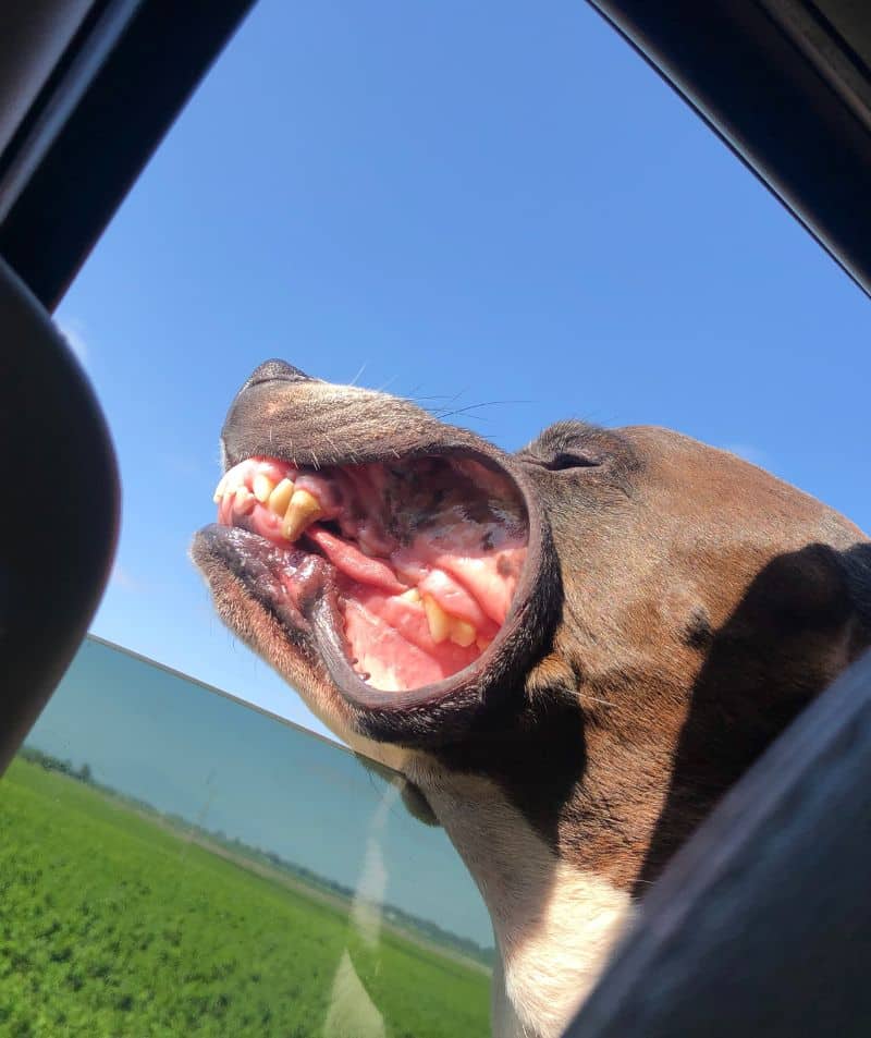 Pet Dental