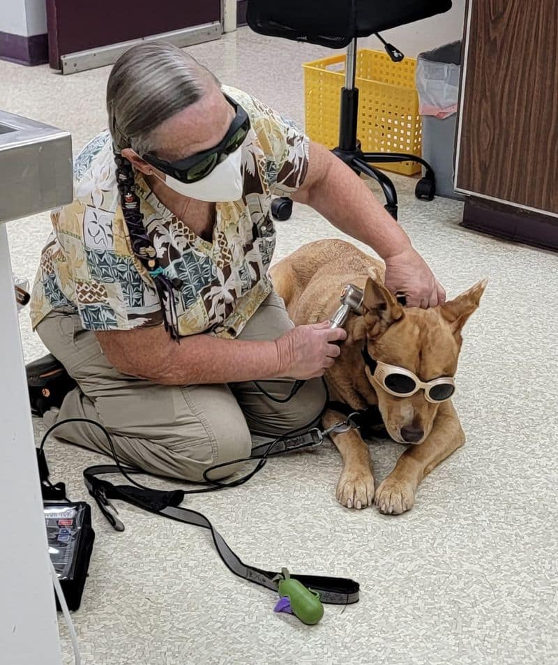 Pet Laser