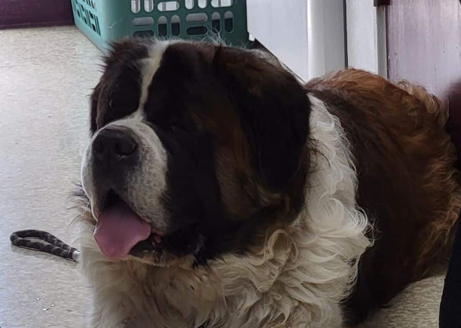 A large dog resting comfortably on the floor