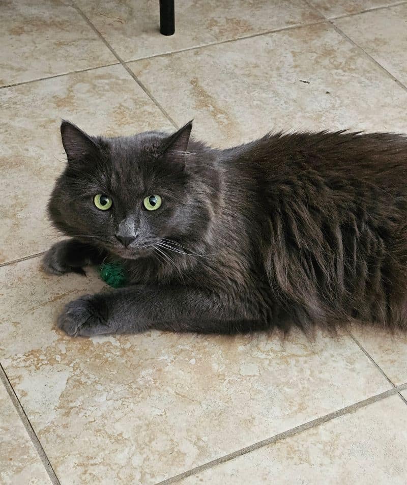 Pet Microchip