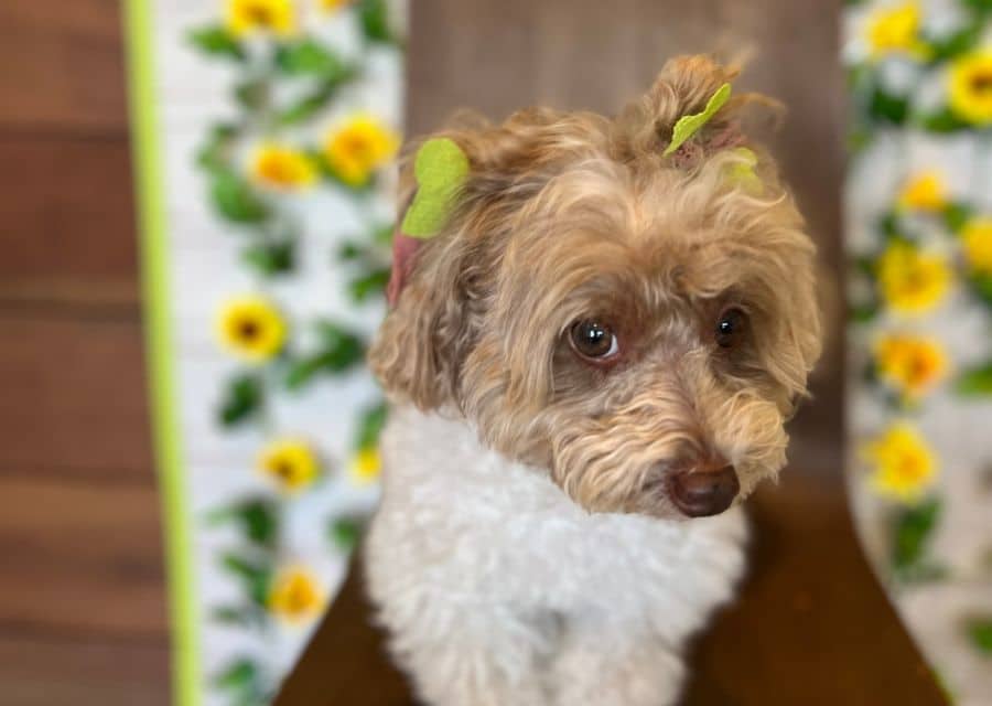 A small dog wearing a green bow sits on a chair