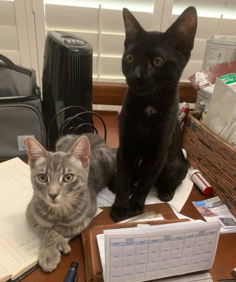 puppy and kitten