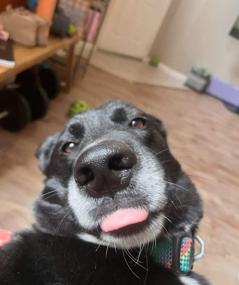 Senior pet in collar