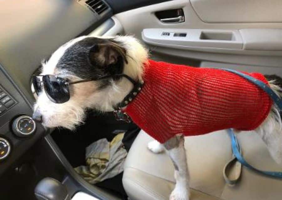 A small dog in sunglasses and a red sweater