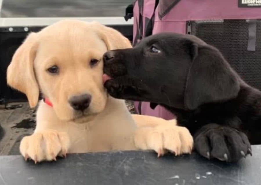 Two playful black and yellow puppies